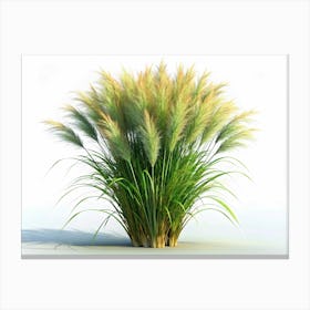 Ornamental Grass Plant With Long, Feathery Seed Heads Canvas Print