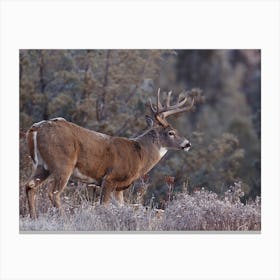 Frosty Morning Deer Canvas Print