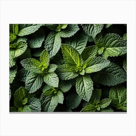 Close Up Of Mint Leaves 3 Canvas Print