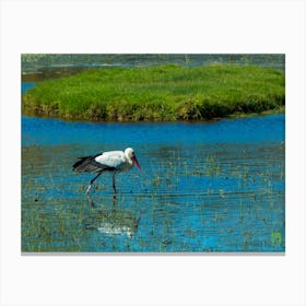 White Stork In Water 20200301 54rt1 2ppub Canvas Print