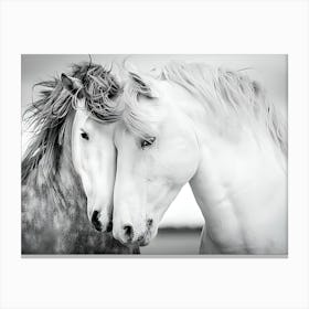 Two Horses In Love 1 Canvas Print