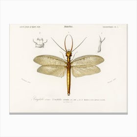 Eastern Dobsonfly (Corydalus Cornutus), Charles Dessalines D'Orbigny Canvas Print