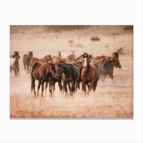 Wild Horses In Wyoming Canvas Print