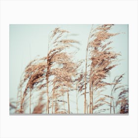 Wild Pampa Grass Reeds Canvas Print