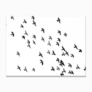 Birds Monochrome Canvas Print