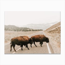 Bison Crossing Road Canvas Print