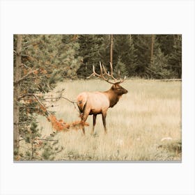 Elk In Meadow Canvas Print