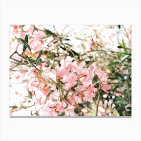 Pink Oleander flowers in Valencia // Spain, Travel & Nature Photography Canvas Print