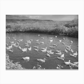 Ducks On The Pond, Washington County, Utah By Russell Lee Canvas Print