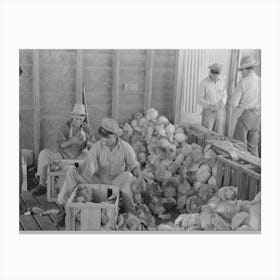 Packing Cabbages Into Crates, Alamo, Texas By Russell Lee Canvas Print