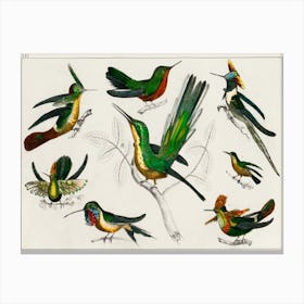 Collection Of Various Birds, Oliver Goldsmith Canvas Print