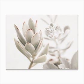 Fuzzy Succulents Canvas Print