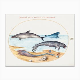 Dolphin, Seals, Brethmechin And Shell (1575–1580), Joris Hoefnagel Canvas Print