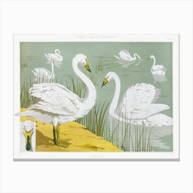 Wild Swan From The Animal In The Decoration (1897), Maurice Pillard Verneuil Canvas Print