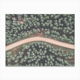 Evergreen Forest Canvas Print