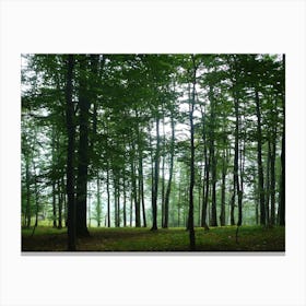 Forest In The Mist Canvas Print