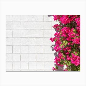 Pink Bougainvillea On White Wall In Palm Springs Canvas Print
