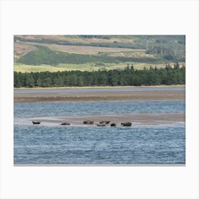 Seals On The Beach in Scotland  Countryside Canvas Print