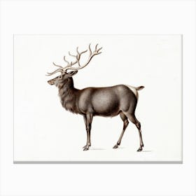 Vintage Deer Canvas Print