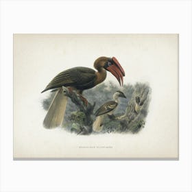 Vintage Keulemans 2 Hydrocorax Planicornis Canvas Print