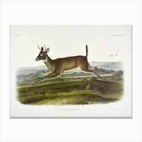  Long Tailed Deer, John James Audubon Canvas Print