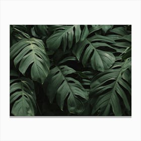 Monstera Leaves Canvas Print