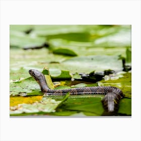 Water Snake On Lily Pads Canvas Print