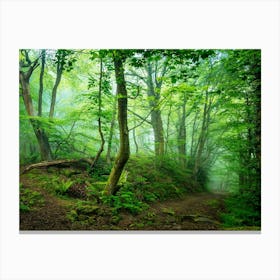 Misty Forest Canvas Print