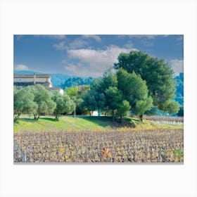 Vineyards In A Vineyard 20211128 198rt1ppub Canvas Print