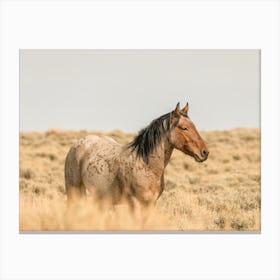 Summer Wild Horse Canvas Print