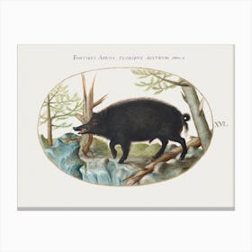 Wild Boar (1575–1580), Joris Hoefnagel Canvas Print