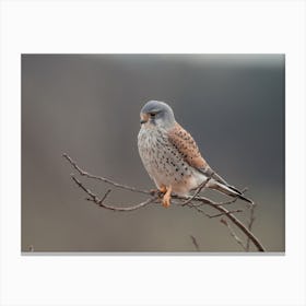 Young Kestrel Bird Canvas Print