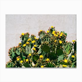 Cactus Blooms Canvas Print