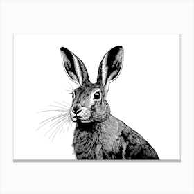 Black & White Hare Portrait Canvas Print