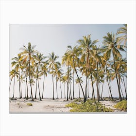 Summer Palm Trees Canvas Print