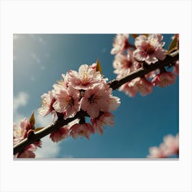 Blooming sakura branch Canvas Print