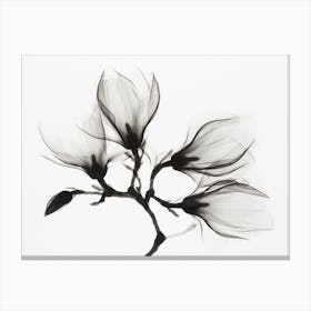 Magnolia Branch With Four Flowers Canvas Print