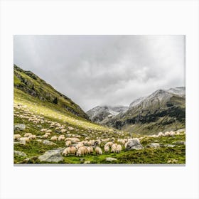 Grazing Sheep In The Mountains Canvas Print
