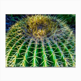 Cactus 202309231735188rt1pub Canvas Print