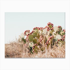 Prickly Pear Cactus Canvas Print