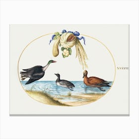 Merganser With Two Other Waterfowl And A Garland Of Melons And Gourds (1575–1580), Joris Hoefnagel Canvas Print