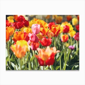 Bright Red Tulips Canvas Print