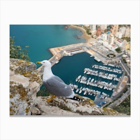 Seagull on a cliff overlooking the marina Canvas Print