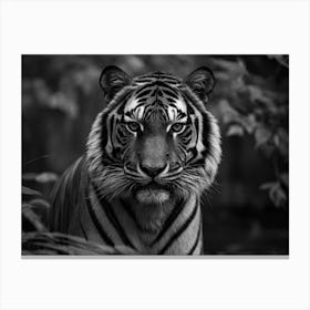 Tigris Canvas Print