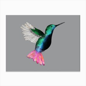 Hummingbird Art Print Canvas Print