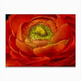 Orange Peony Canvas Print