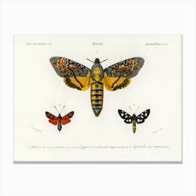 Collection Of Moths, Charles Dessalines D'Orbigny 2 Canvas Print