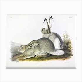 Rocky Mountain Hare, John James Audubon Canvas Print