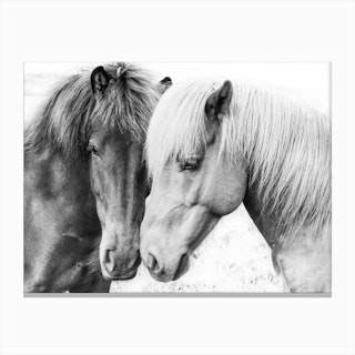 Horse Love Canvas Print