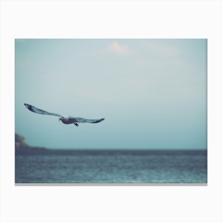 Seagull Flying Canvas Print